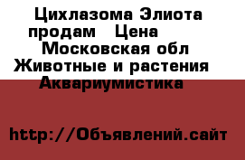 Цихлазома Элиота продам › Цена ­ 300 - Московская обл. Животные и растения » Аквариумистика   